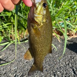 スモールマウスバス