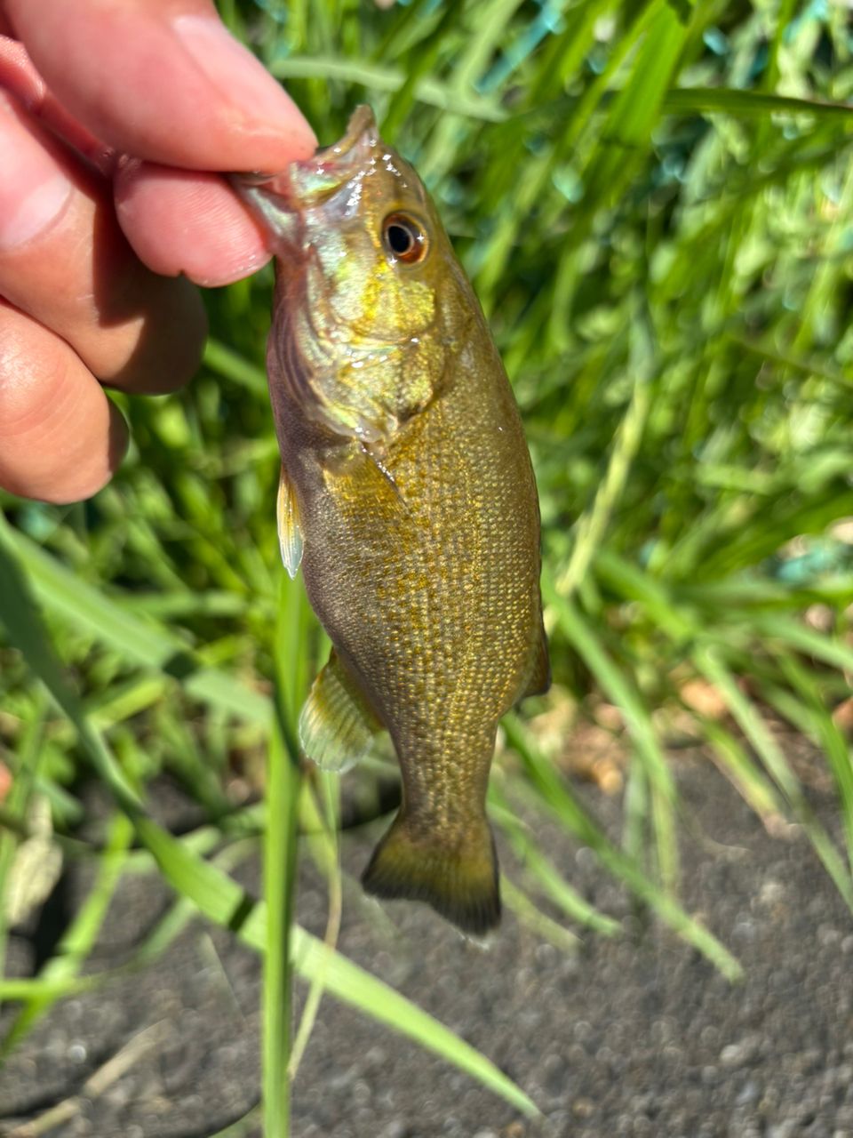 スモールマウスバス