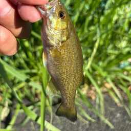 スモールマウスバス