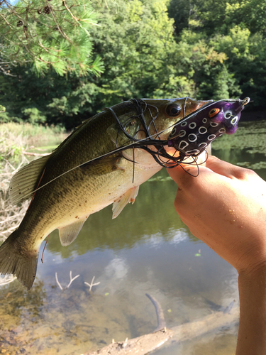 ブラックバスの釣果