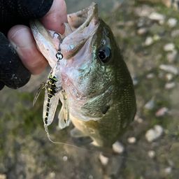 スモールマウスバス