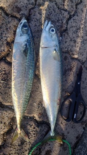 サバの釣果