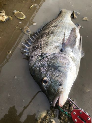 チヌの釣果