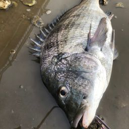 チヌ