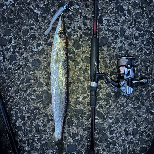 アカカマスの釣果