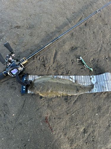 シタビラメの釣果
