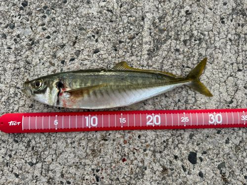 マルアジの釣果