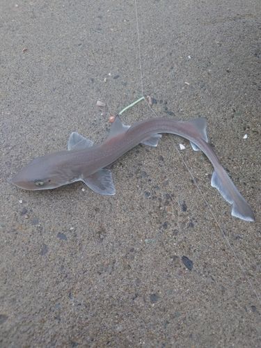 ホシザメの釣果