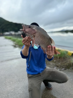 マングローブジャックの釣果