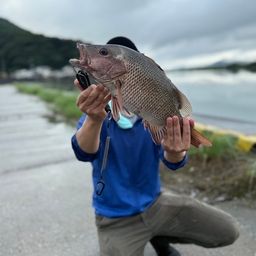 マングローブジャック