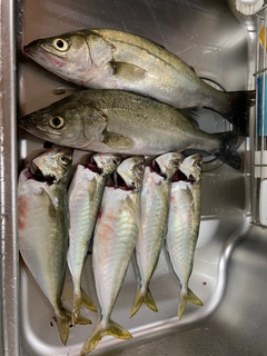 マルアジの釣果