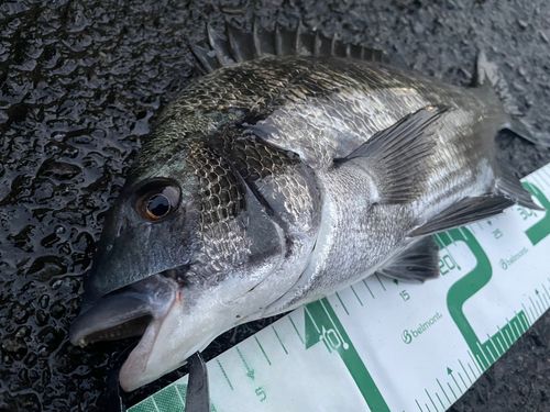 チヌの釣果