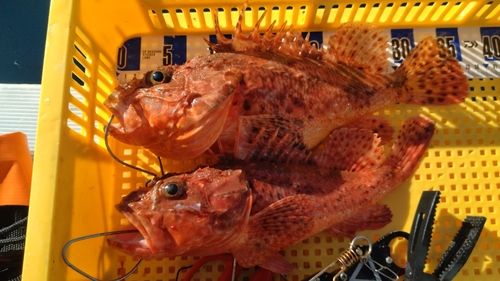 オニカサゴの釣果