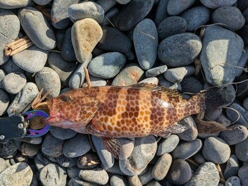 オオモンハタの釣果