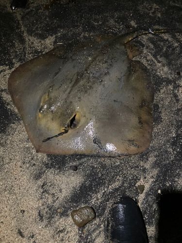 エイの釣果