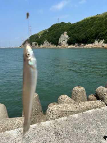シロギスの釣果