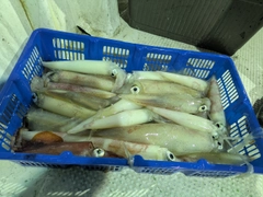 アカイカの釣果