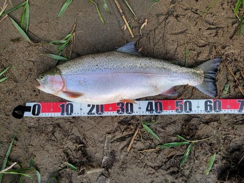 ニジマスの釣果