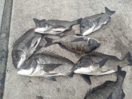 クロダイの釣果