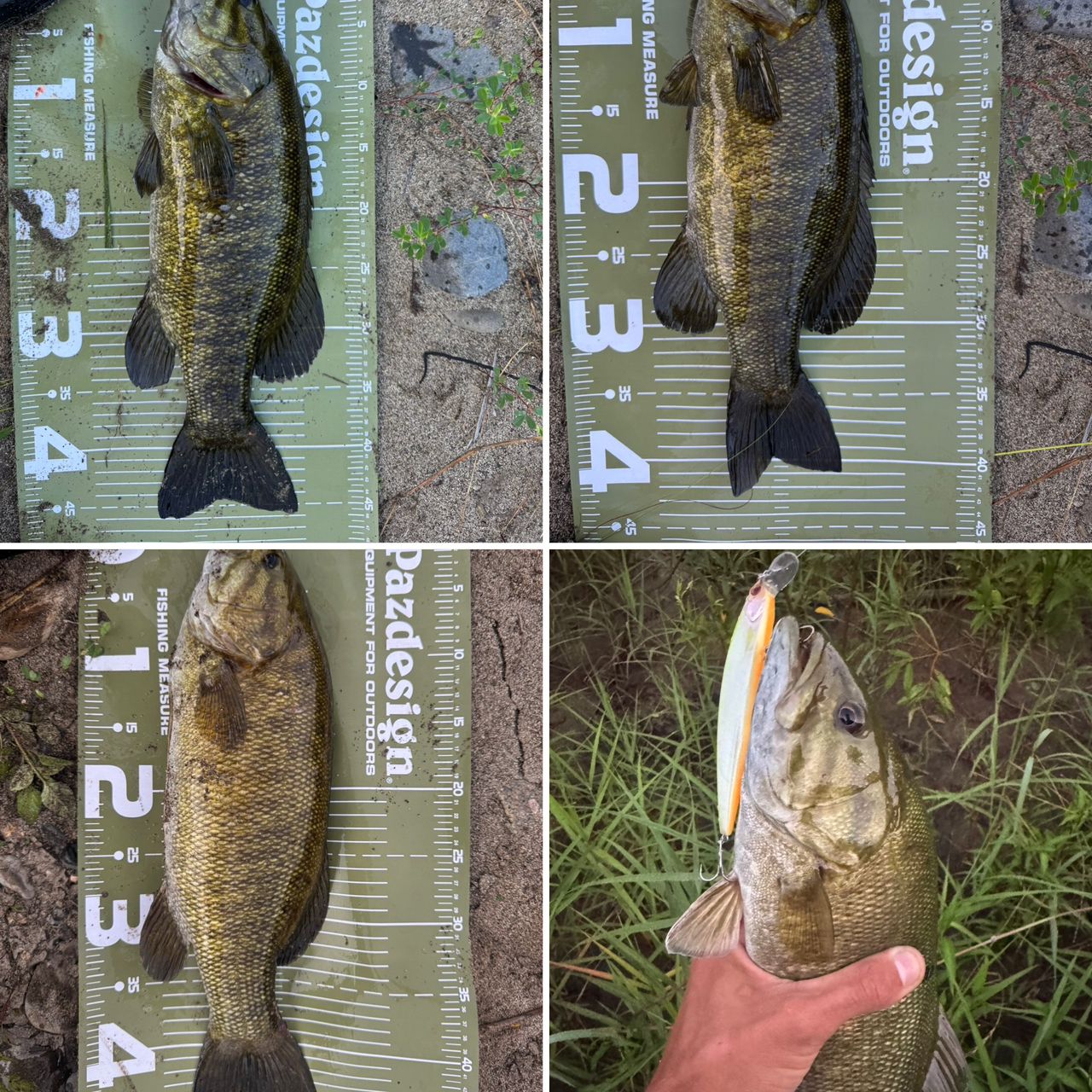 スモールマウスバス