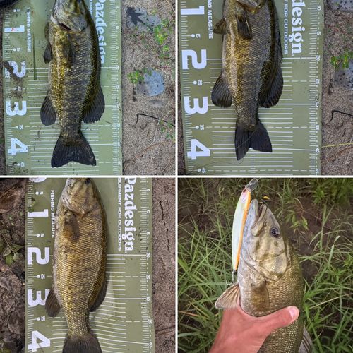 スモールマウスバスの釣果