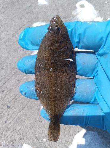 カレイの釣果