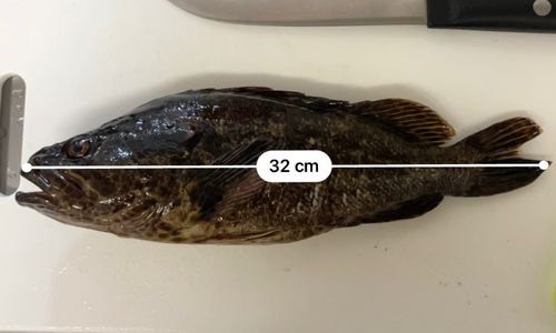 タケノコメバルの釣果