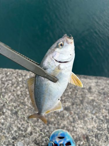 ネリゴの釣果