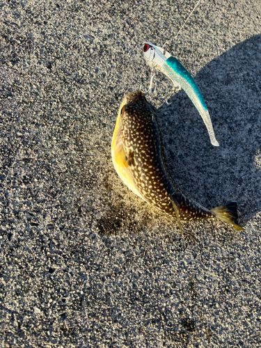 クサフグの釣果