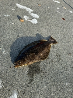 ソゲの釣果