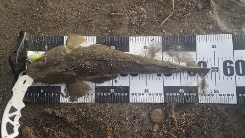 マゴチの釣果