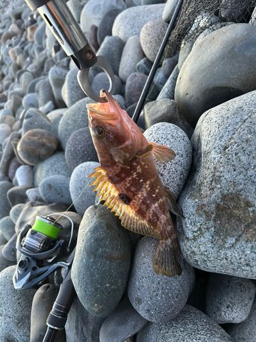 キジハタの釣果