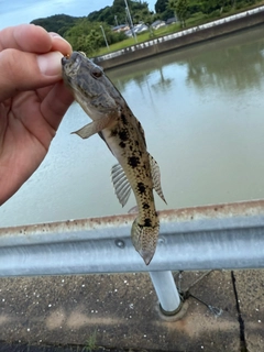 ハゼの釣果