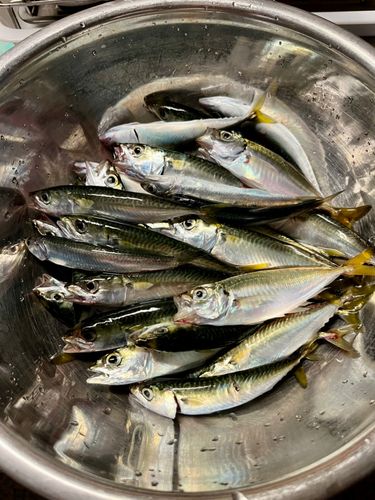 サバの釣果