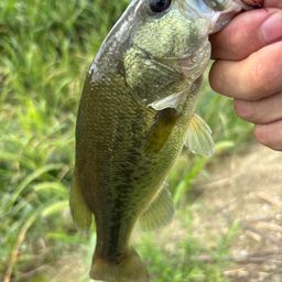 ラージマウスバス