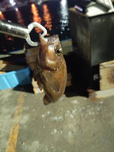 ガヤの釣果