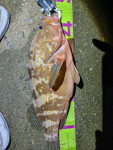 キジハタの釣果