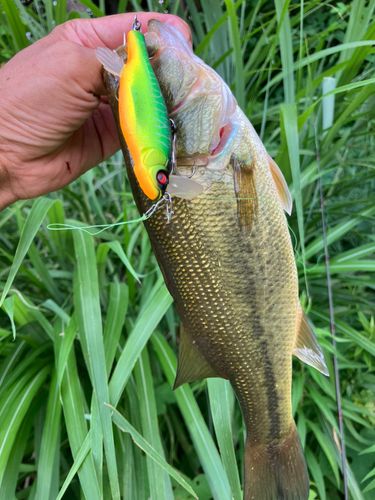 ラージマウスバスの釣果