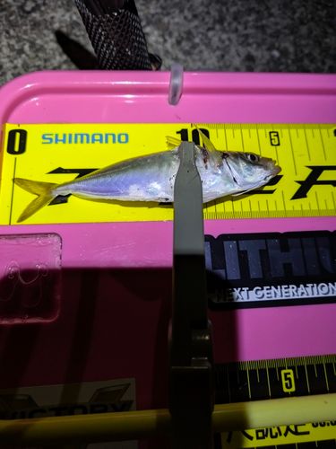 マアジの釣果