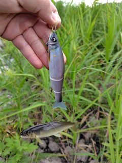 アユの釣果