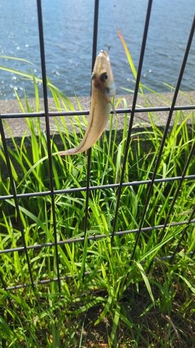 キスの釣果