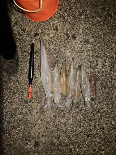 ヤリイカの釣果