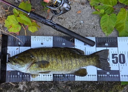 スモールマウスバスの釣果
