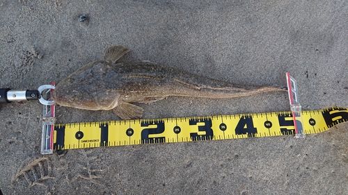 マゴチの釣果