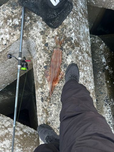 ヤリイカの釣果