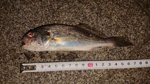 イシモチの釣果