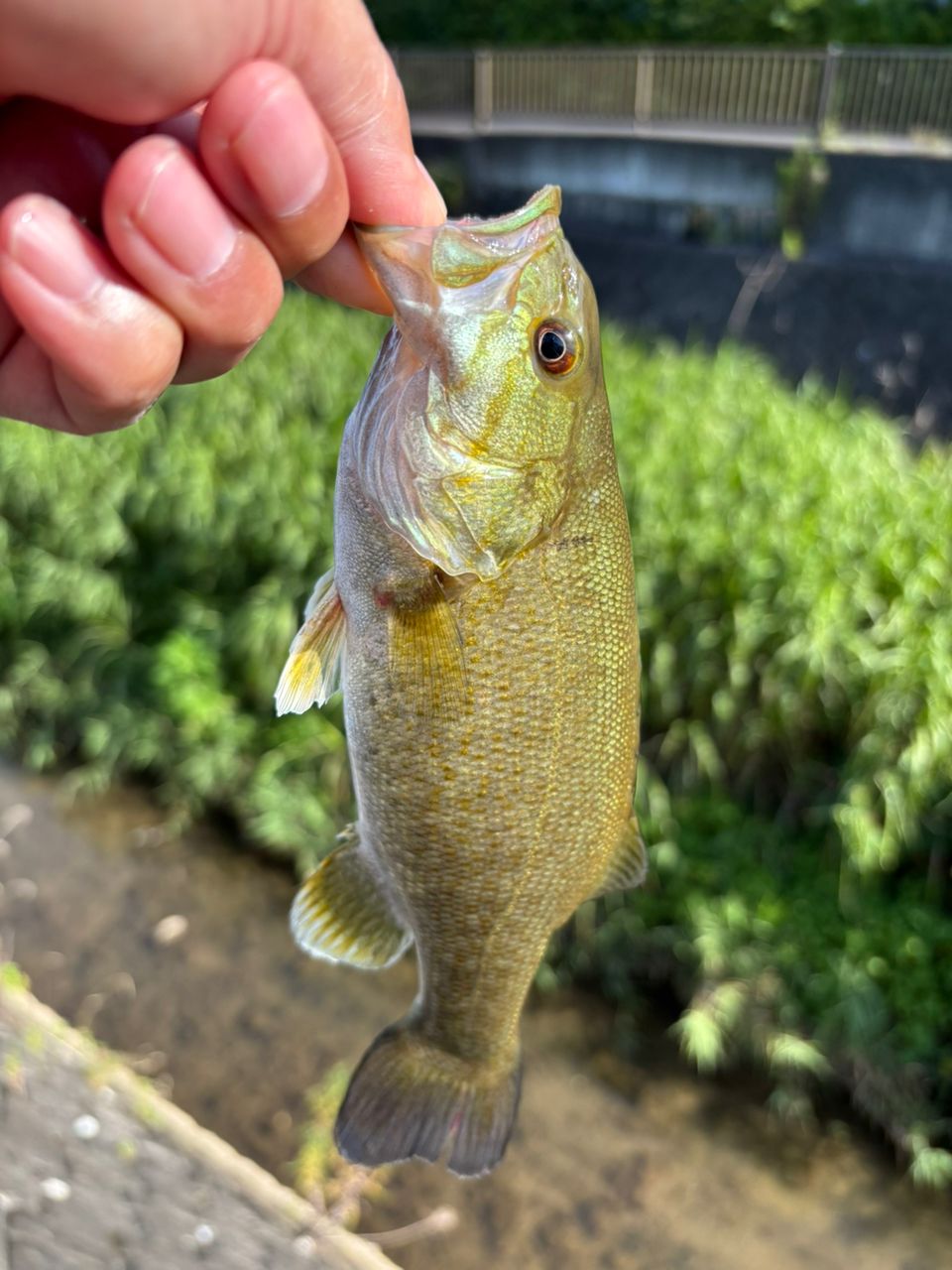 スモールマウスバス