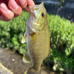 スモールマウスバス