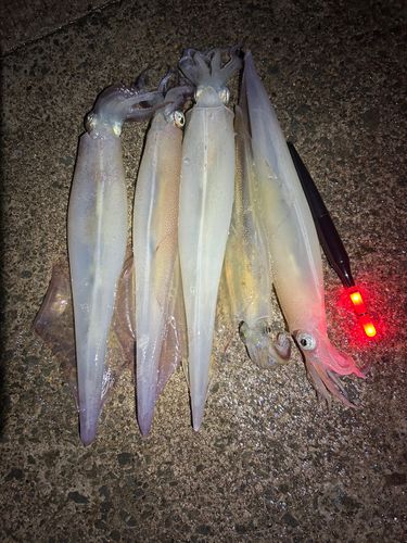 ヤリイカの釣果