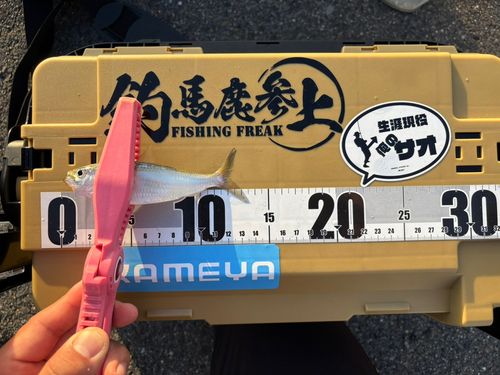 サッパの釣果